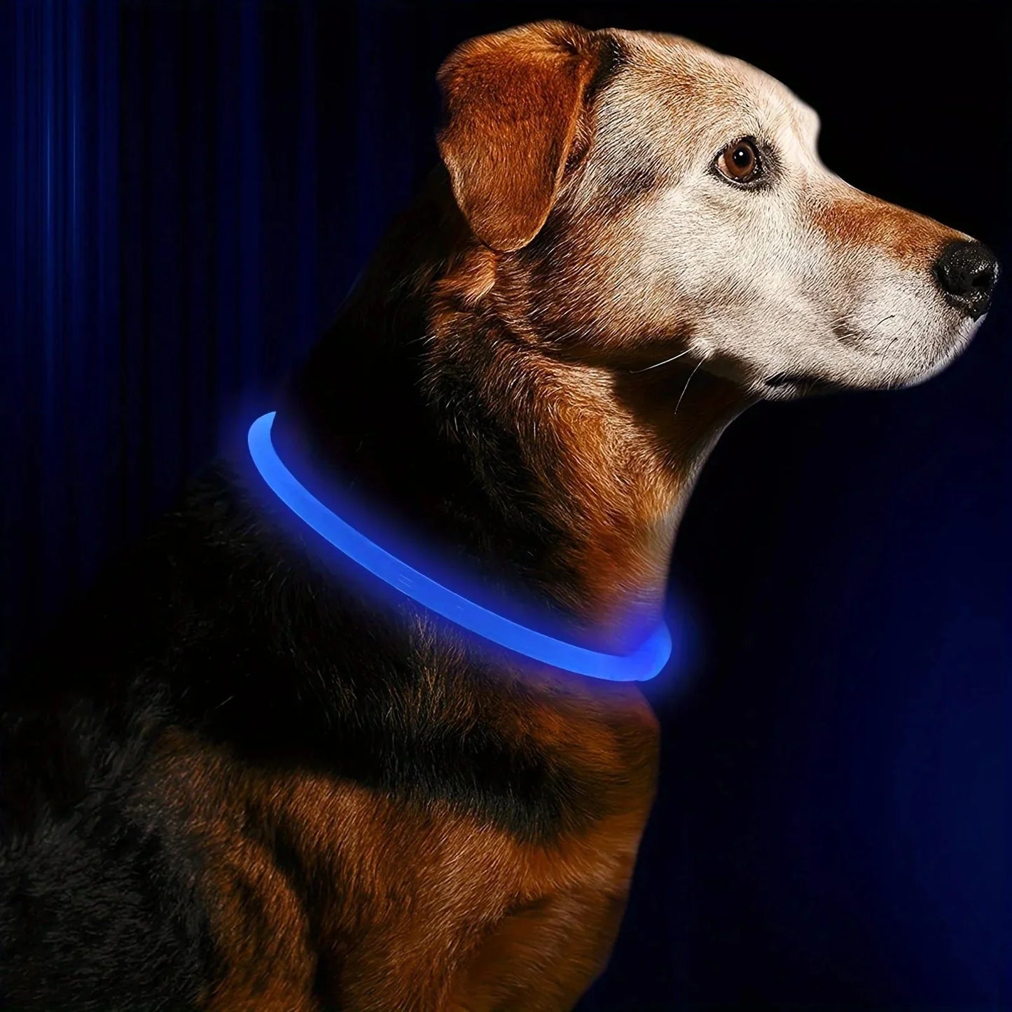 LED Collar Rechargeable