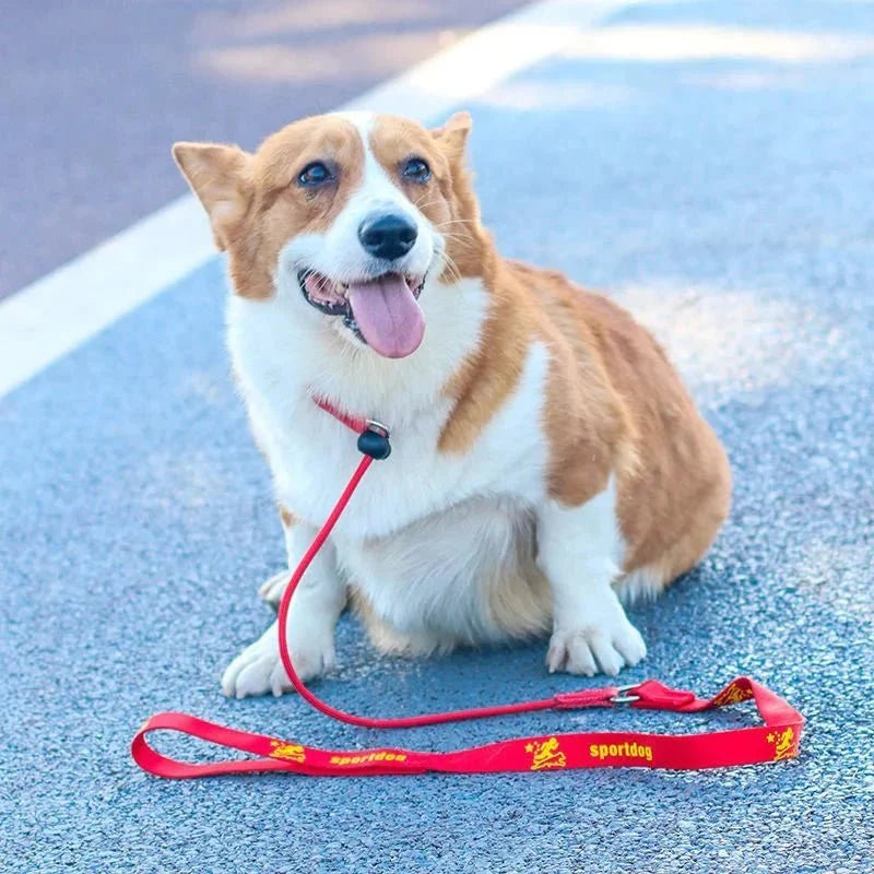 2-in-1 Slip Leash & Collar