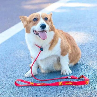 2-in-1 Slip Leash & Collar