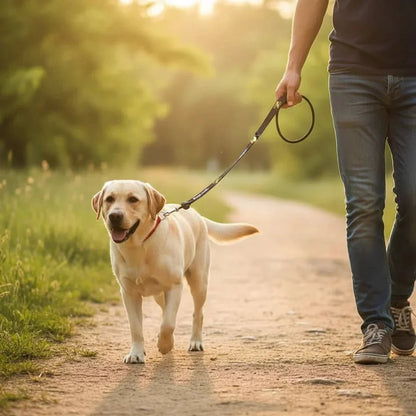 2-in-1 Slip Leash & Collar