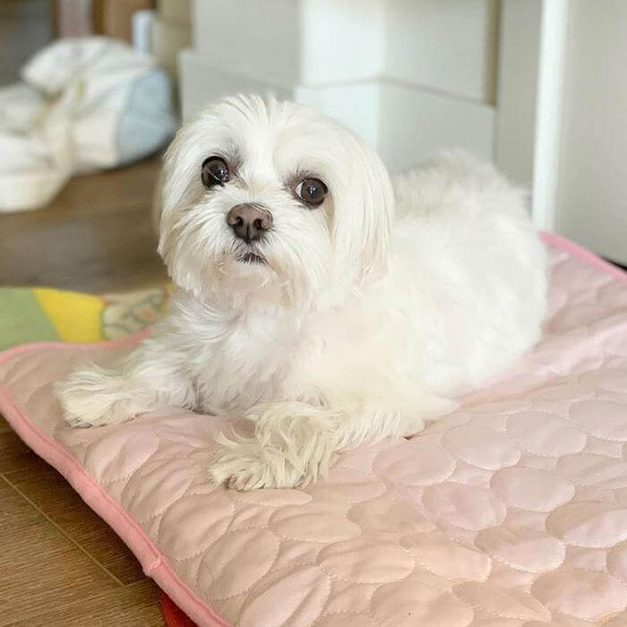 Breathable Self Cooling Pet Mat Heat Relief Pad For Dogs Cats Summer Use