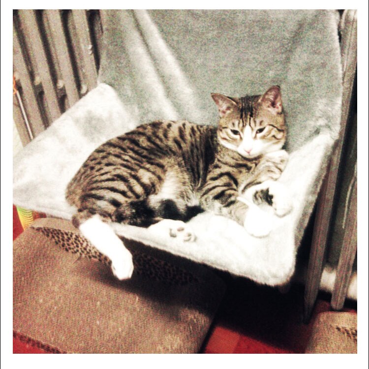 Comfortable Hanging Lounge Hammock Bed Suitable For Cats Daily Rest
