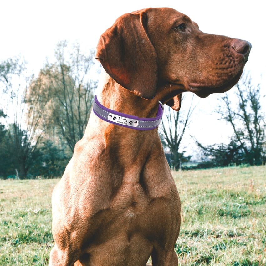 Personalized Custom Reflective Safety Collar For Dogs Daily Walking Training