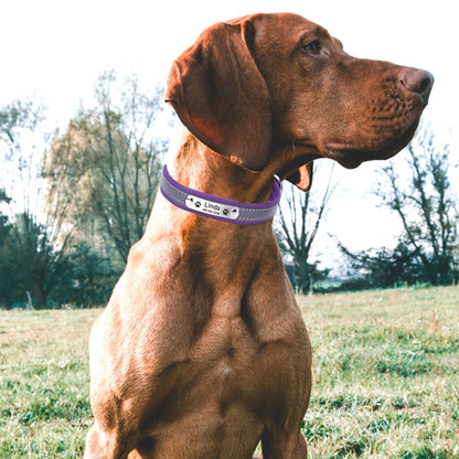 Personalized Custom Reflective Safety Collar For Dogs Daily Walking Training