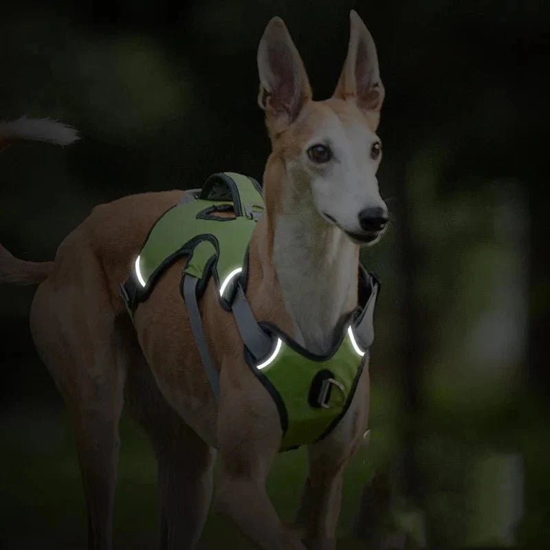 Adjustable Oxford Harness
