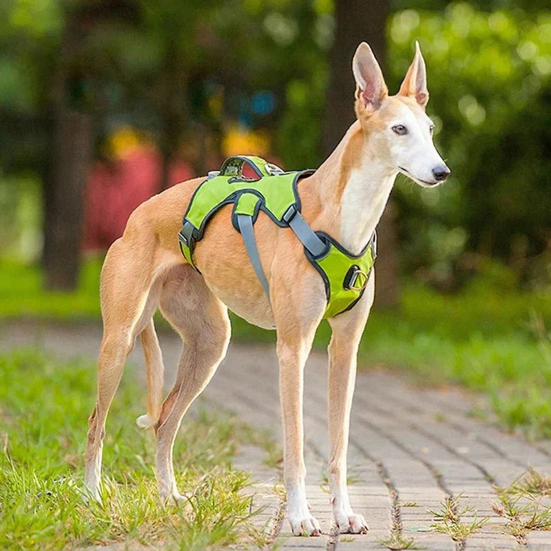 Adjustable Oxford Harness