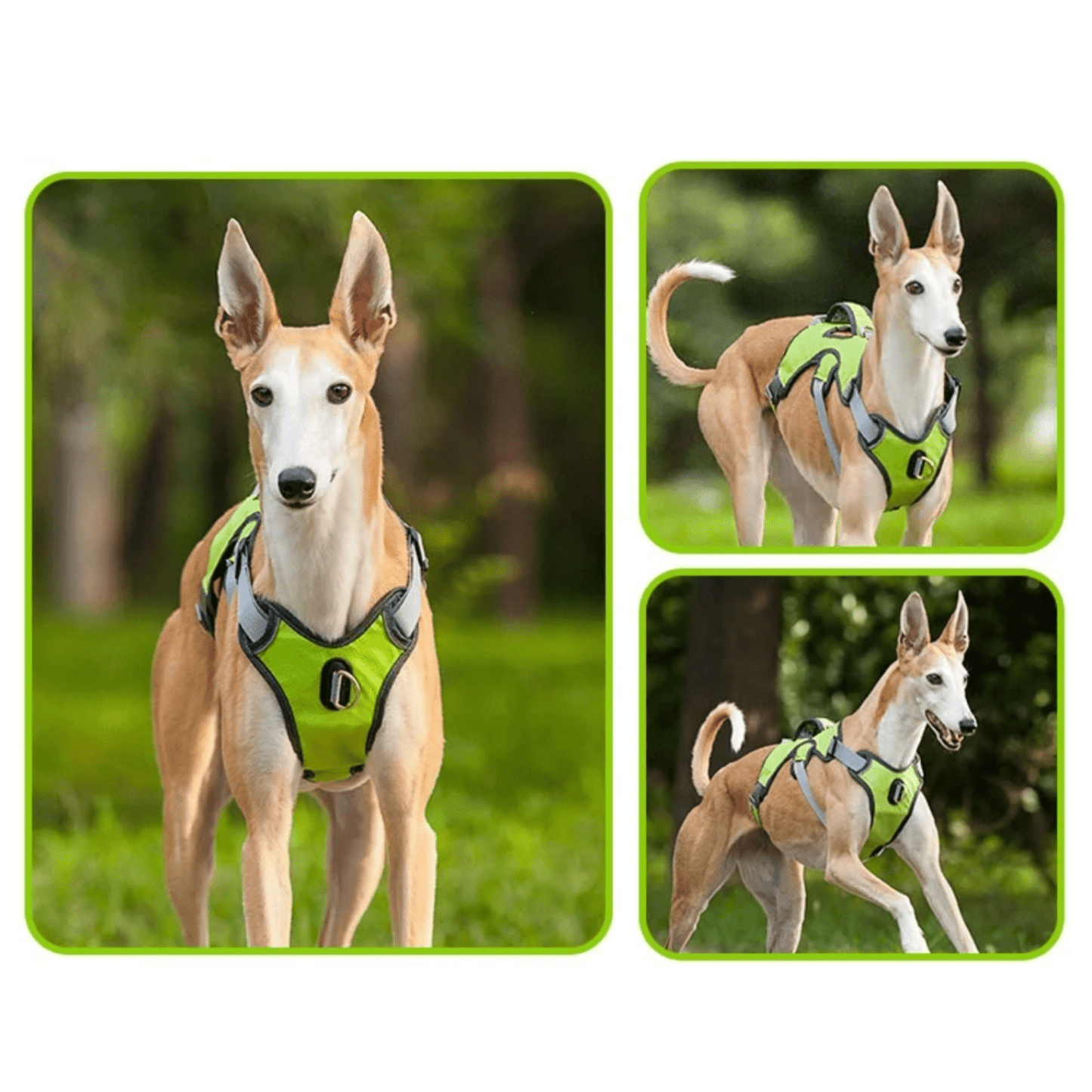 Adjustable Oxford Harness