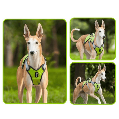 Adjustable Oxford Harness