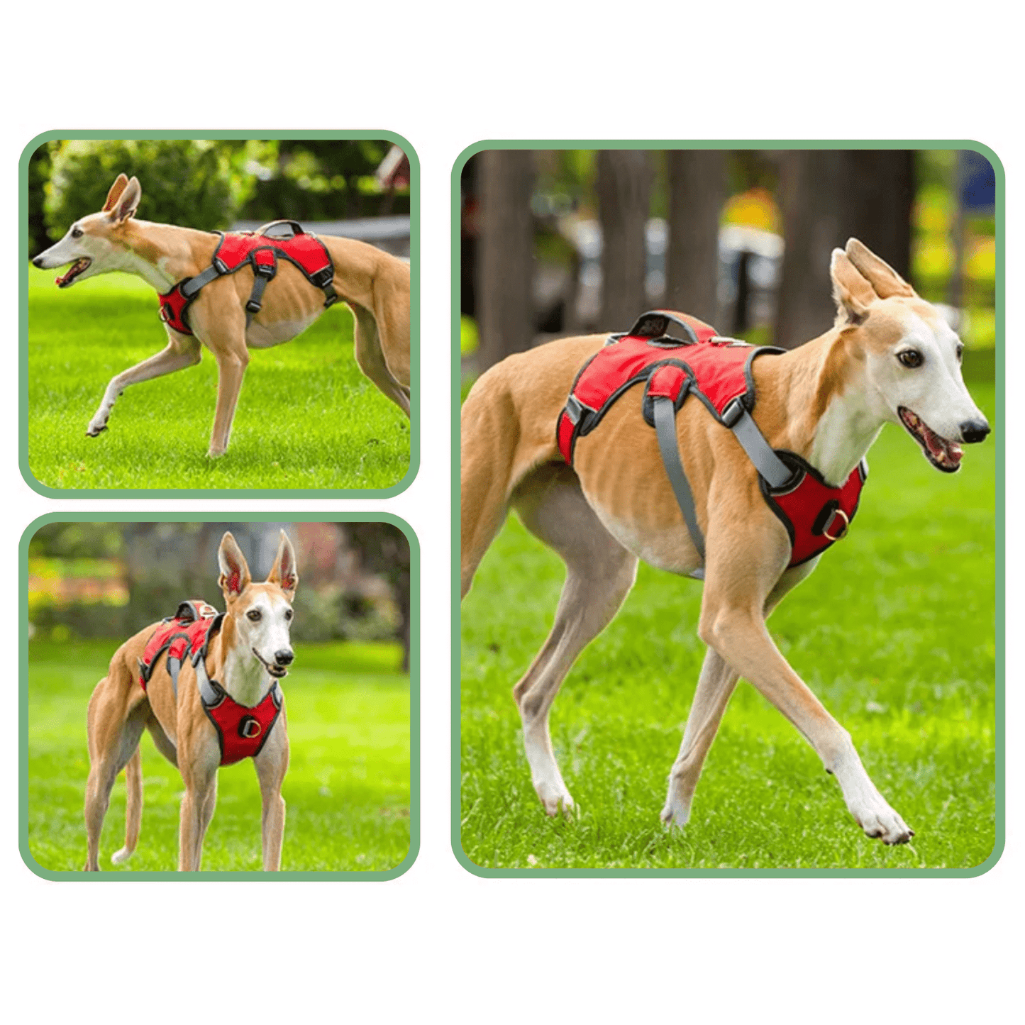 Adjustable Oxford Harness