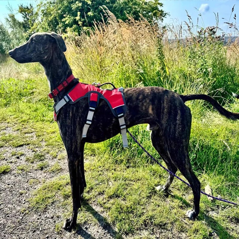 Adjustable Oxford Harness