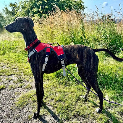 Adjustable Oxford Harness