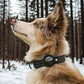[BEST SELLER] Waterproof Smart Pet Collar Tracker