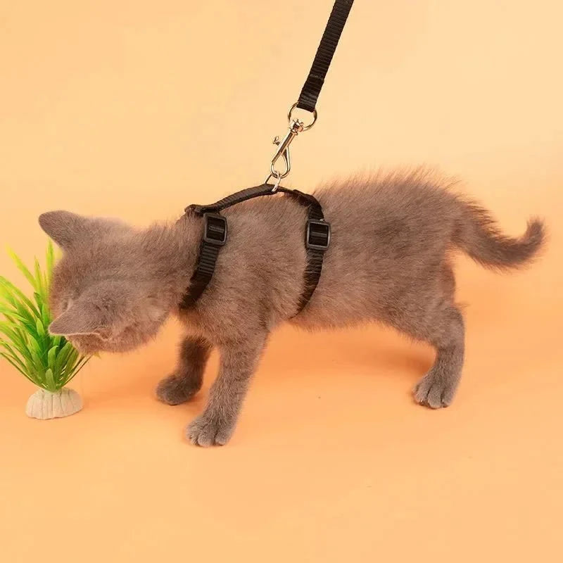 H-shaped harness with leash