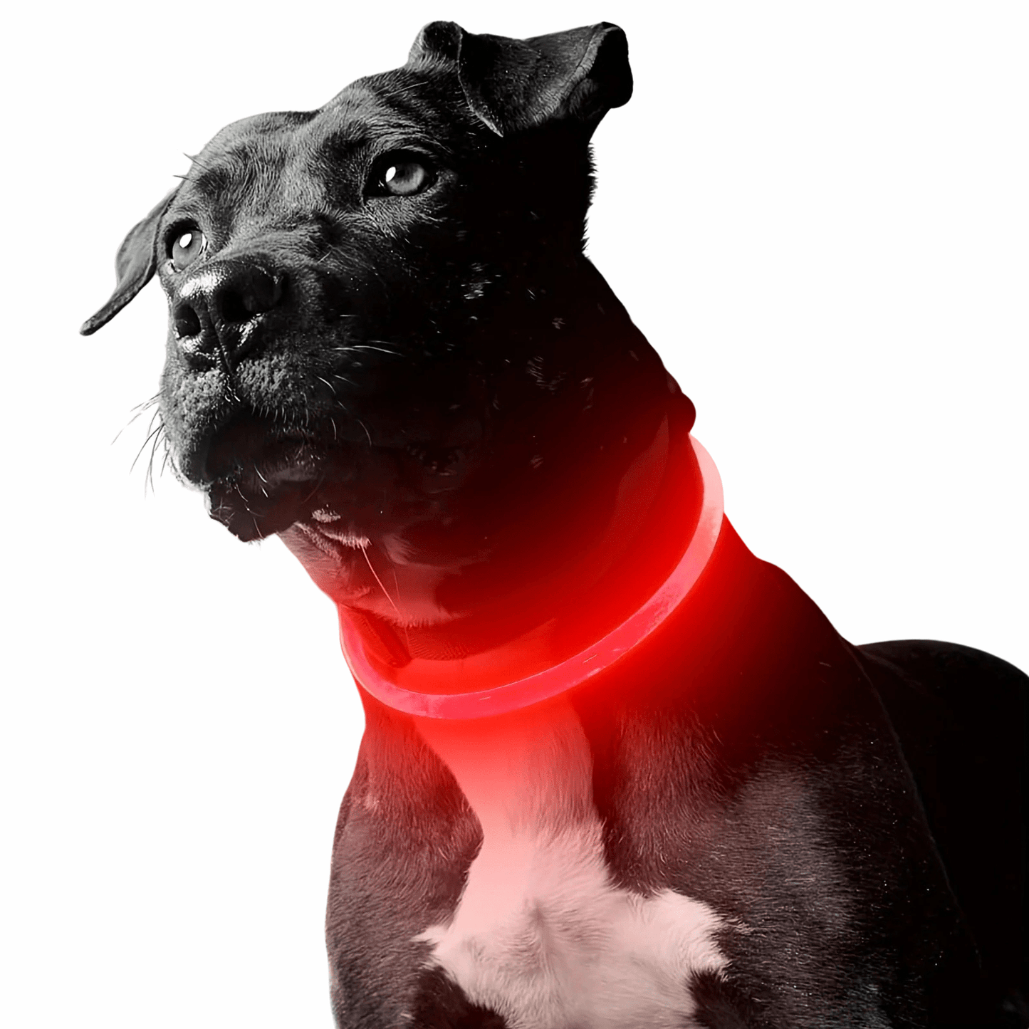 LED Collar Rechargeable