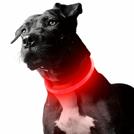 LED Collar Rechargeable