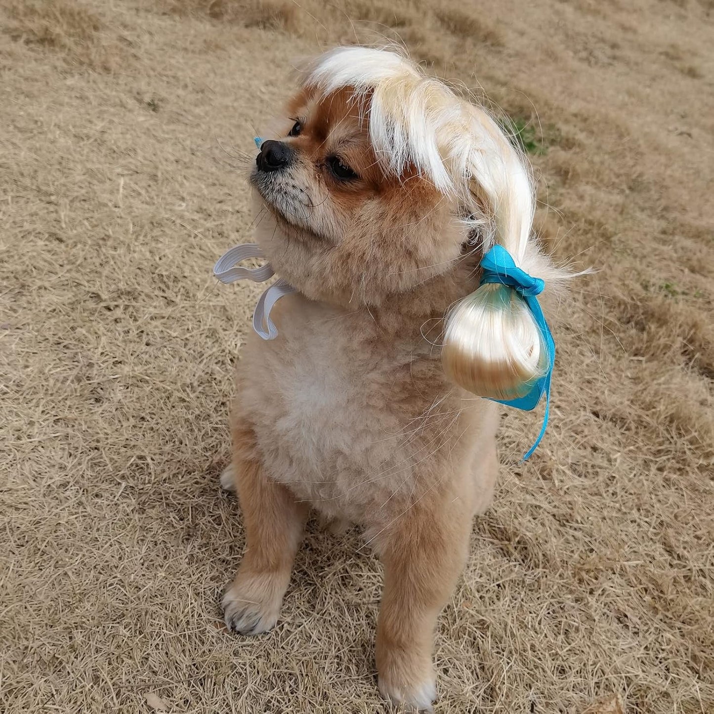 Funny Pet Wig Costume Collection