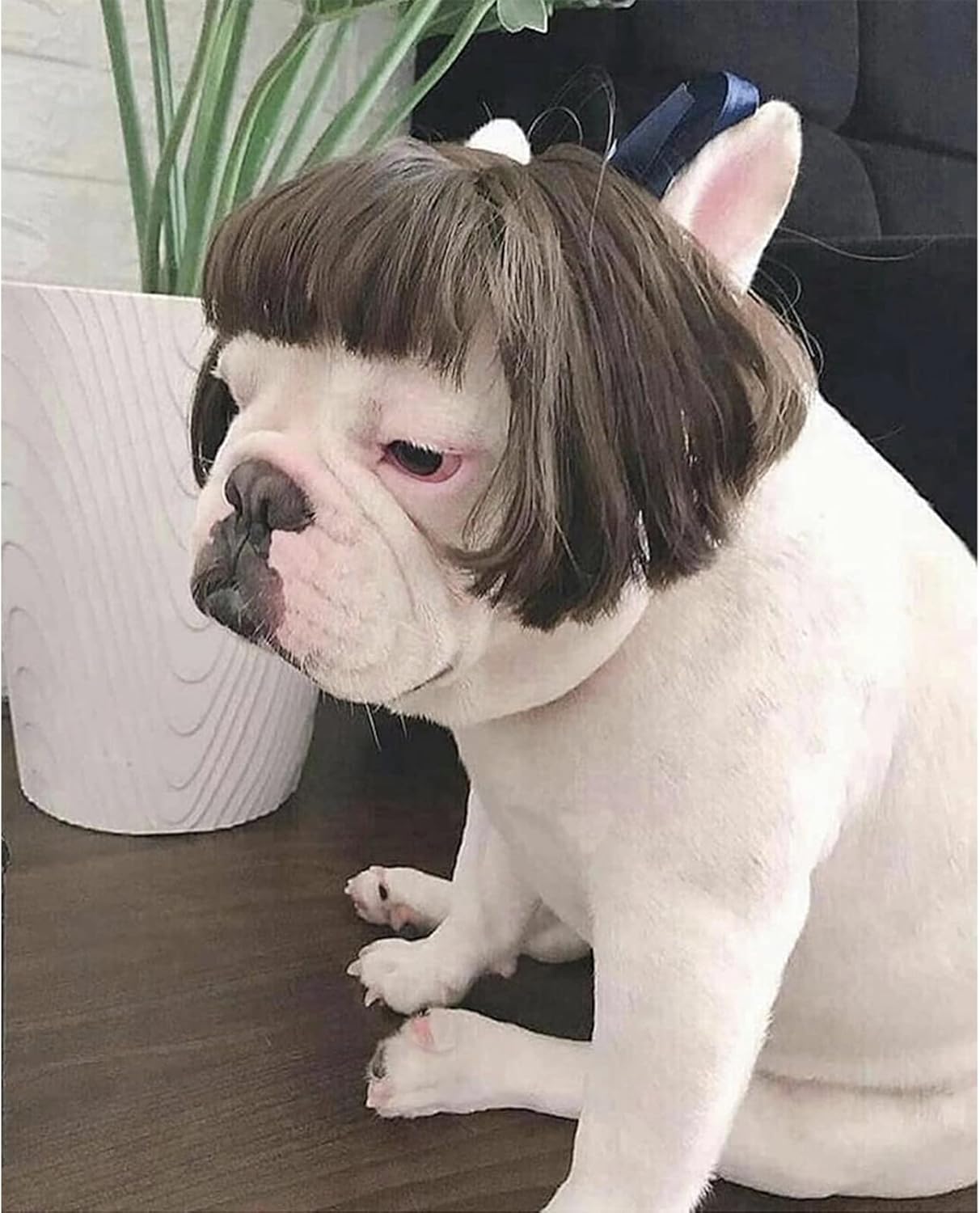 Funny Pet Wig Costume Collection
