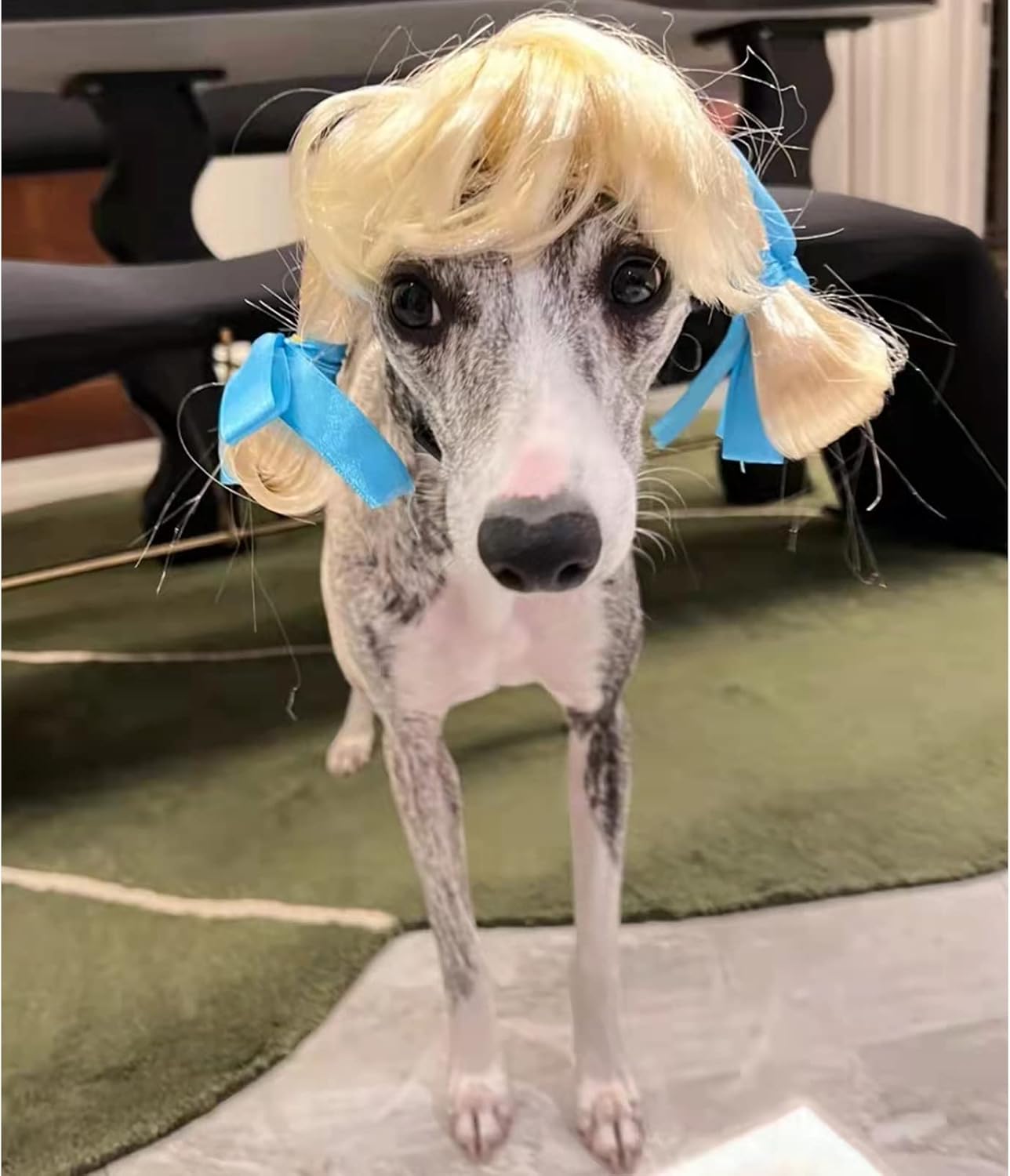 Funny Pet Wig Costume Collection