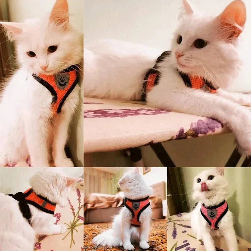 Summer Dog & Cat Harness Set